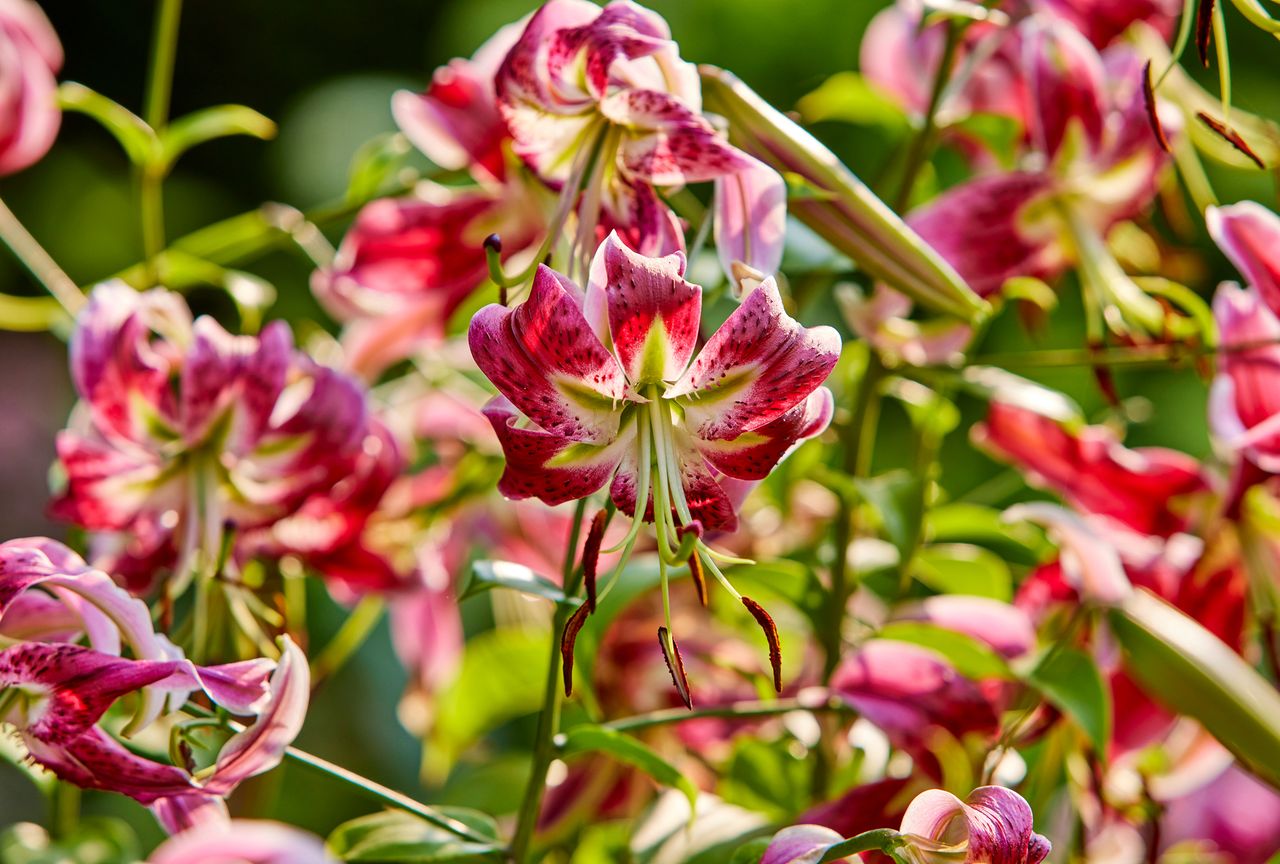 'Black Beauty' Lily