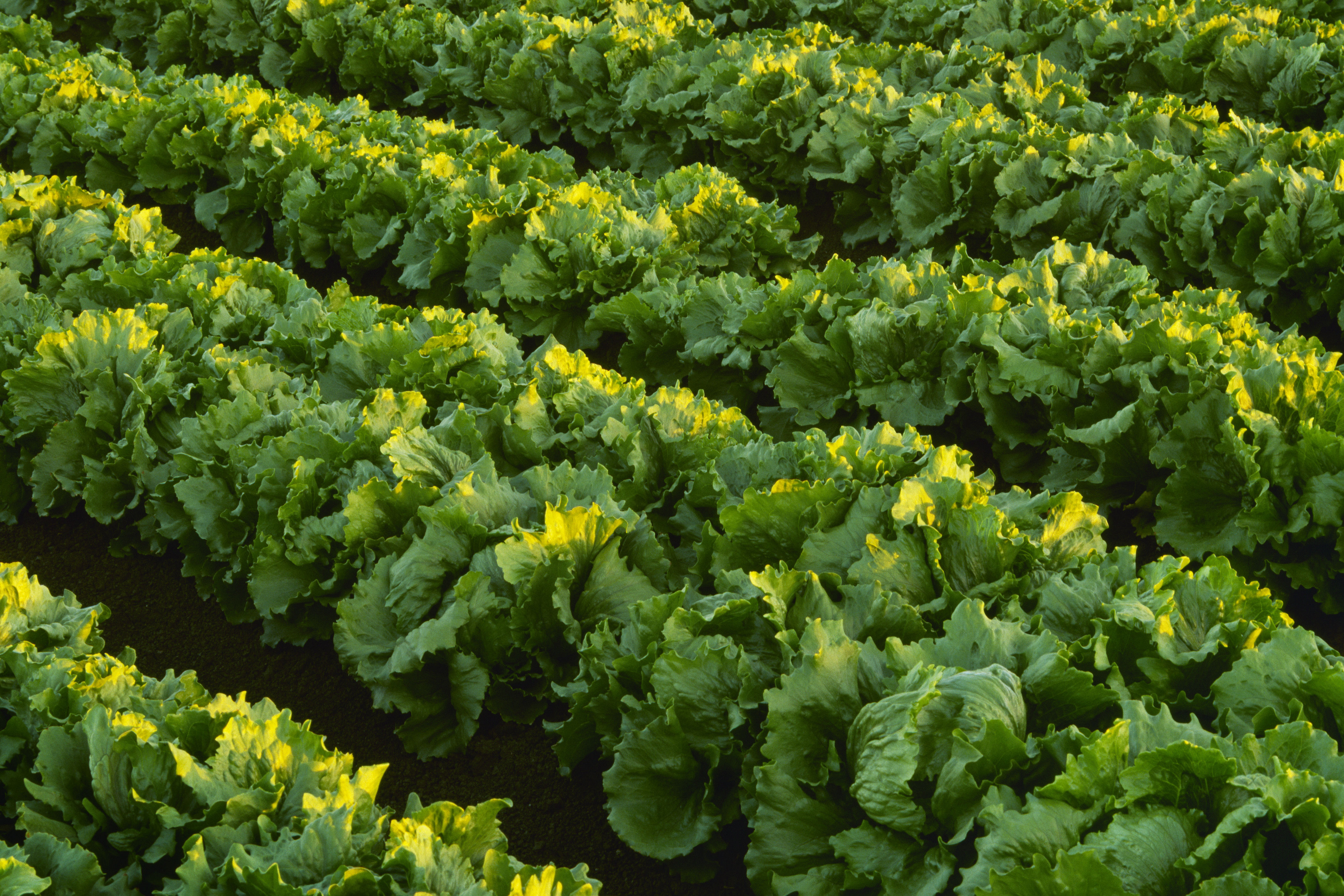 Lettuce supplier identified as potential source of cyclosporiasis outbreak
