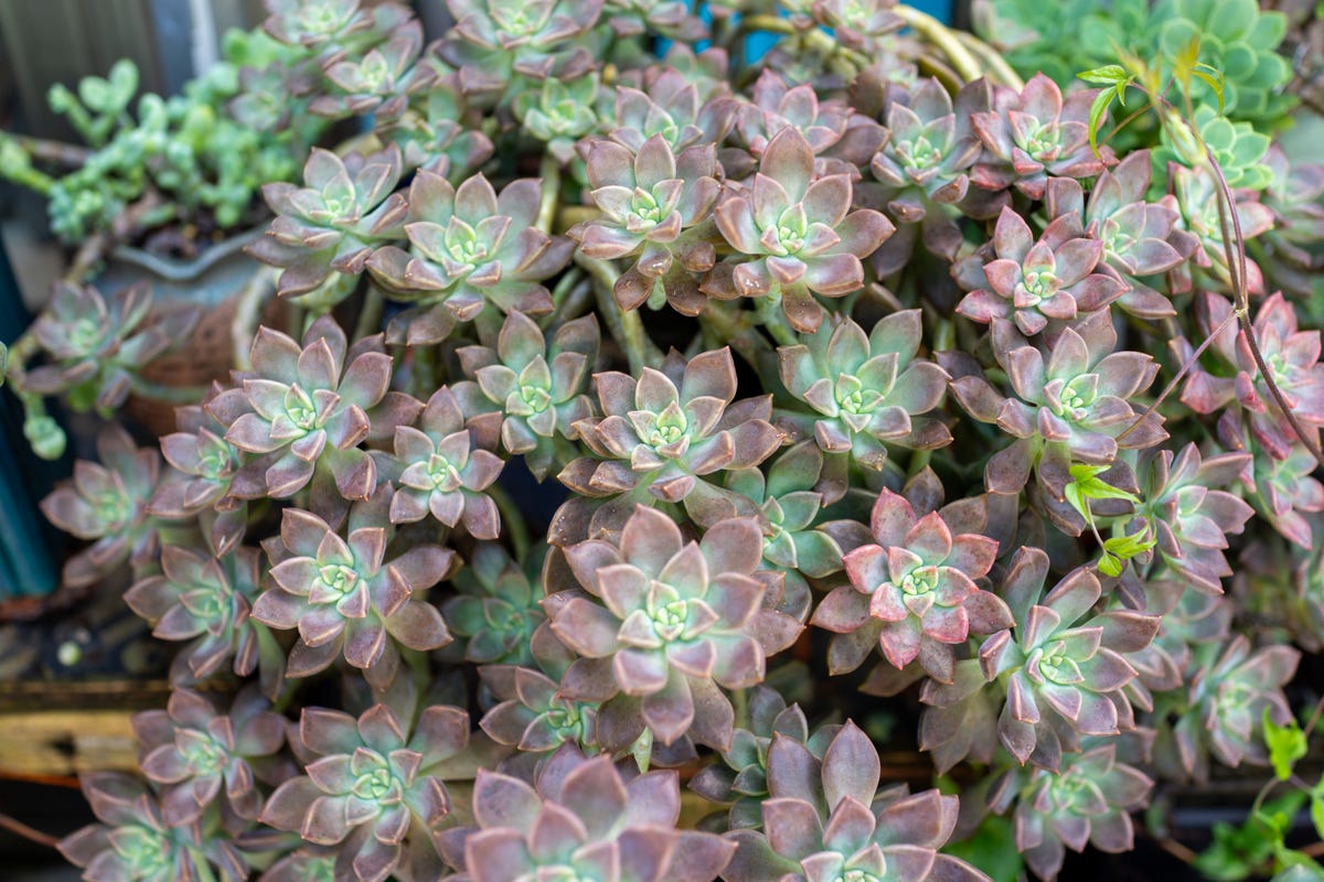 These Heat-Loving Container Plants Can Handle the Hottest Days of Summer
