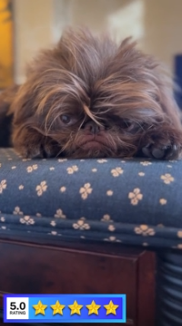 Grumpy looking dog with the cutest little expression