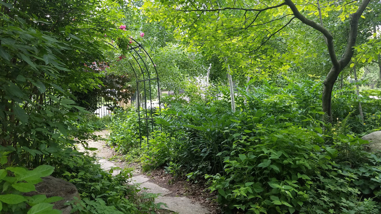 A walking path around the plants and trees in Allen Centennial Garden at the University of Wisconsin–Madison, Madison, Wisconsin