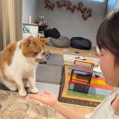 数々の『芸』を覚えた猫→女の子が合図を出すと…可愛すぎるやり取りが1474万再生「めんどくさそうすぎるｗ」「付き合ってくれるの優しい」