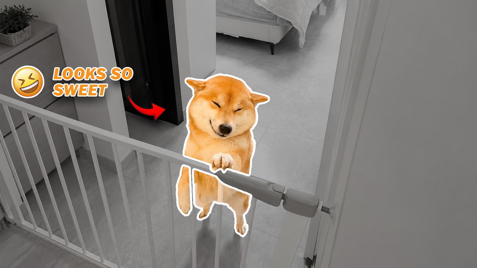 Playful dog moments that turned funny