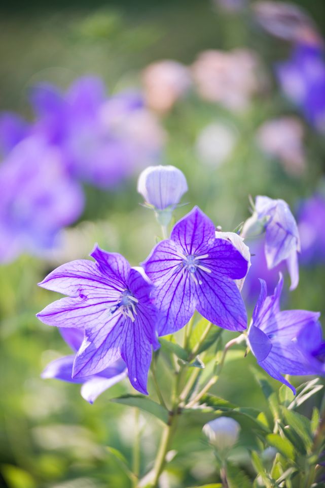 Purple balloon flowers