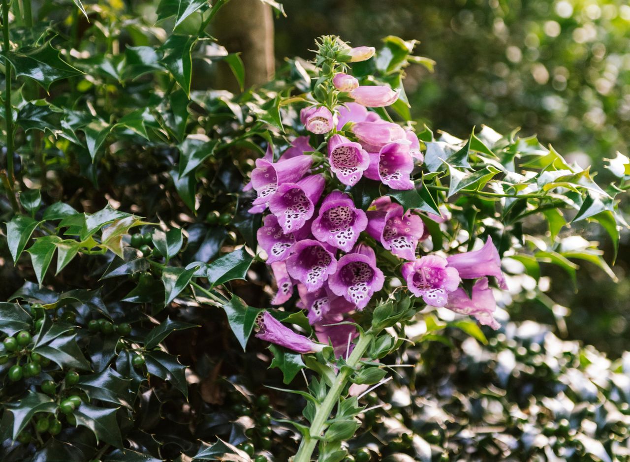Purple foxflove flowers growing in the garden