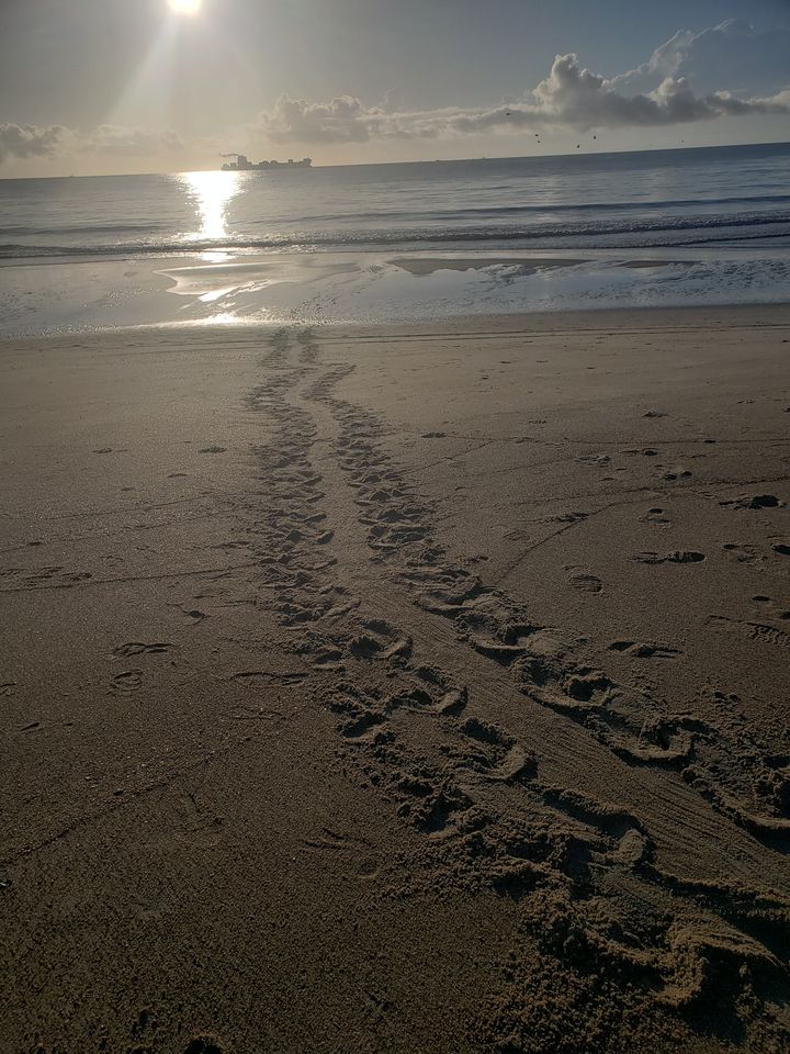 Sea turtle tracks