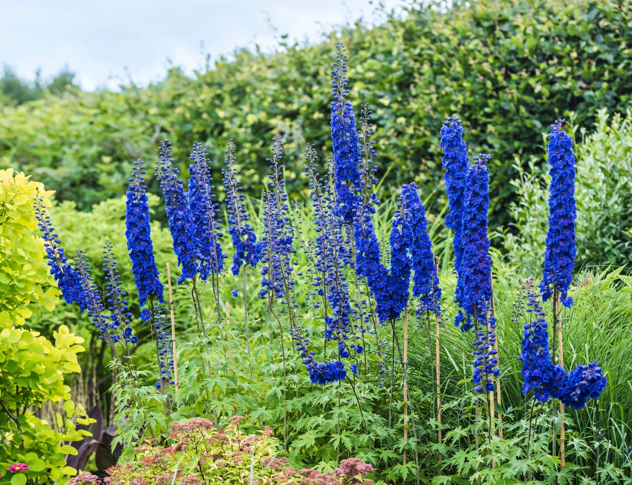 Bright blue delphiniums