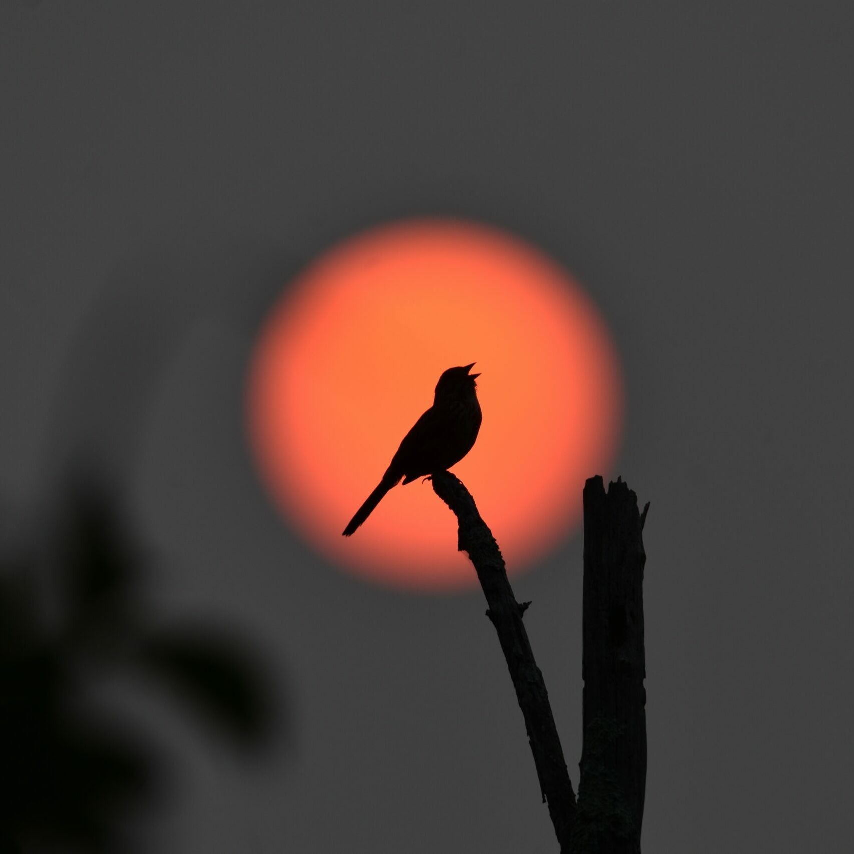 This photo was taken at Roosevelt Estate County Park in Sayville with a Nikon D3400 camera and a Tamron 150- 600mm lens. Sadly the wildfires were causing some hazy skies for us but it produced beautiful colors for the sunsets. I ran out one of the nights to try and catch the different color sun. The bird was at a perfect spot and he started to sing. While the wildfires are something sad going on the beautiful sun and bird singing reminded me of hope. Something we all need.