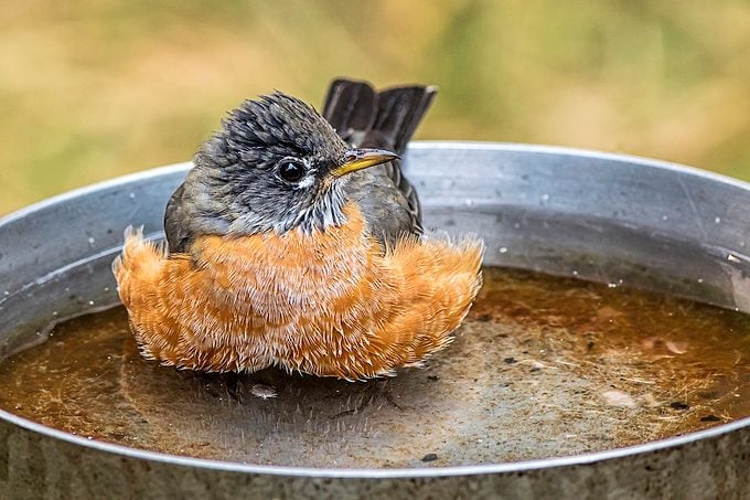 Robin Wades In Bird Bath.