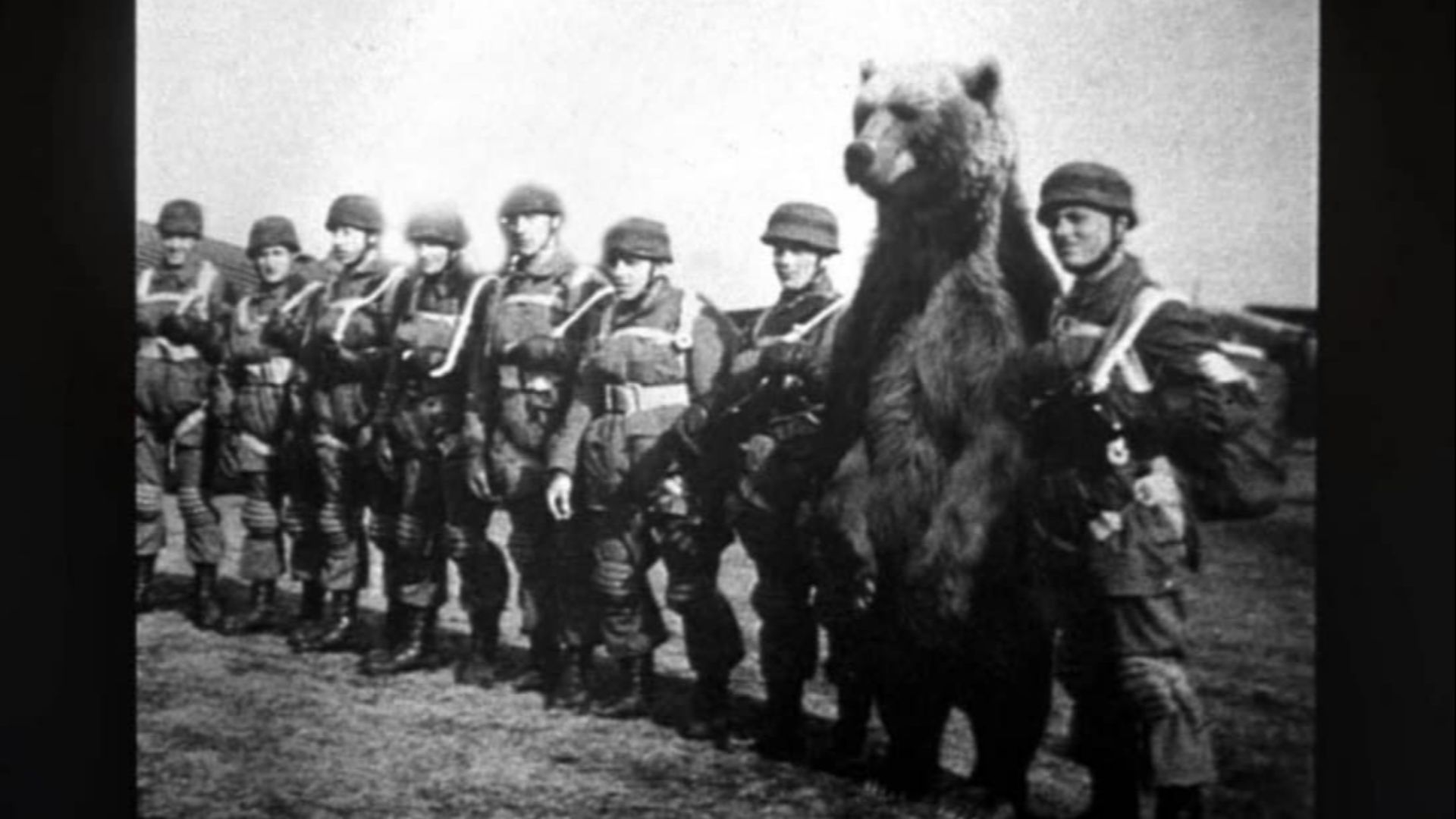 The Soldier Bear Who Carried Ammunition In World War II