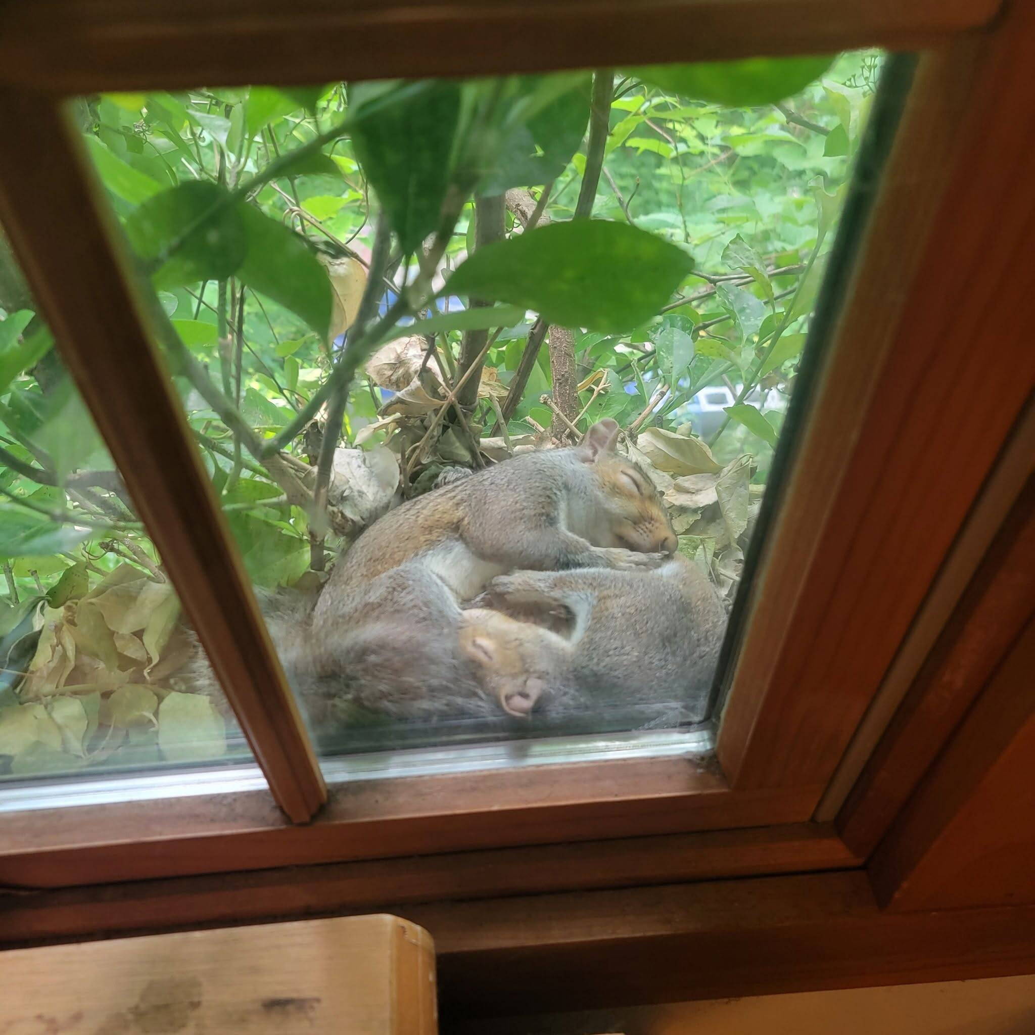 Shameless Squirrel Keeps Making Himself At Home On Man's Windowsill