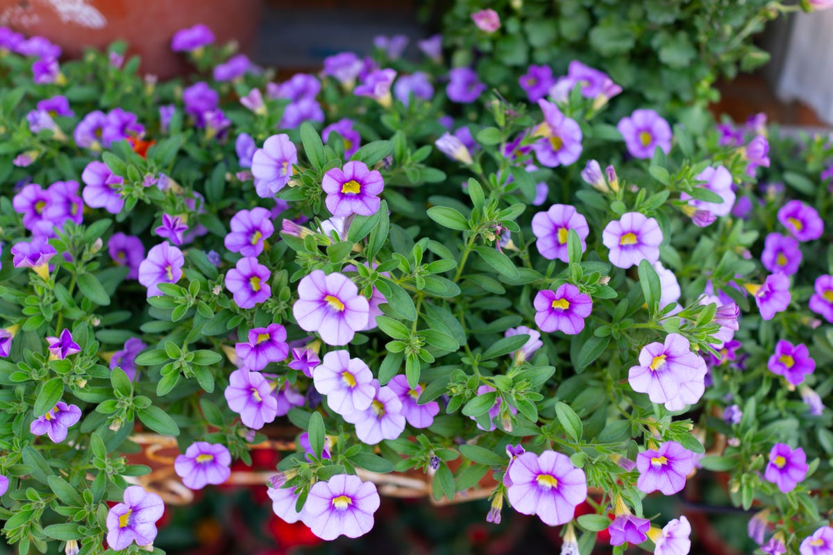 These Heat-Loving Container Plants Can Handle the Hottest Days of Summer