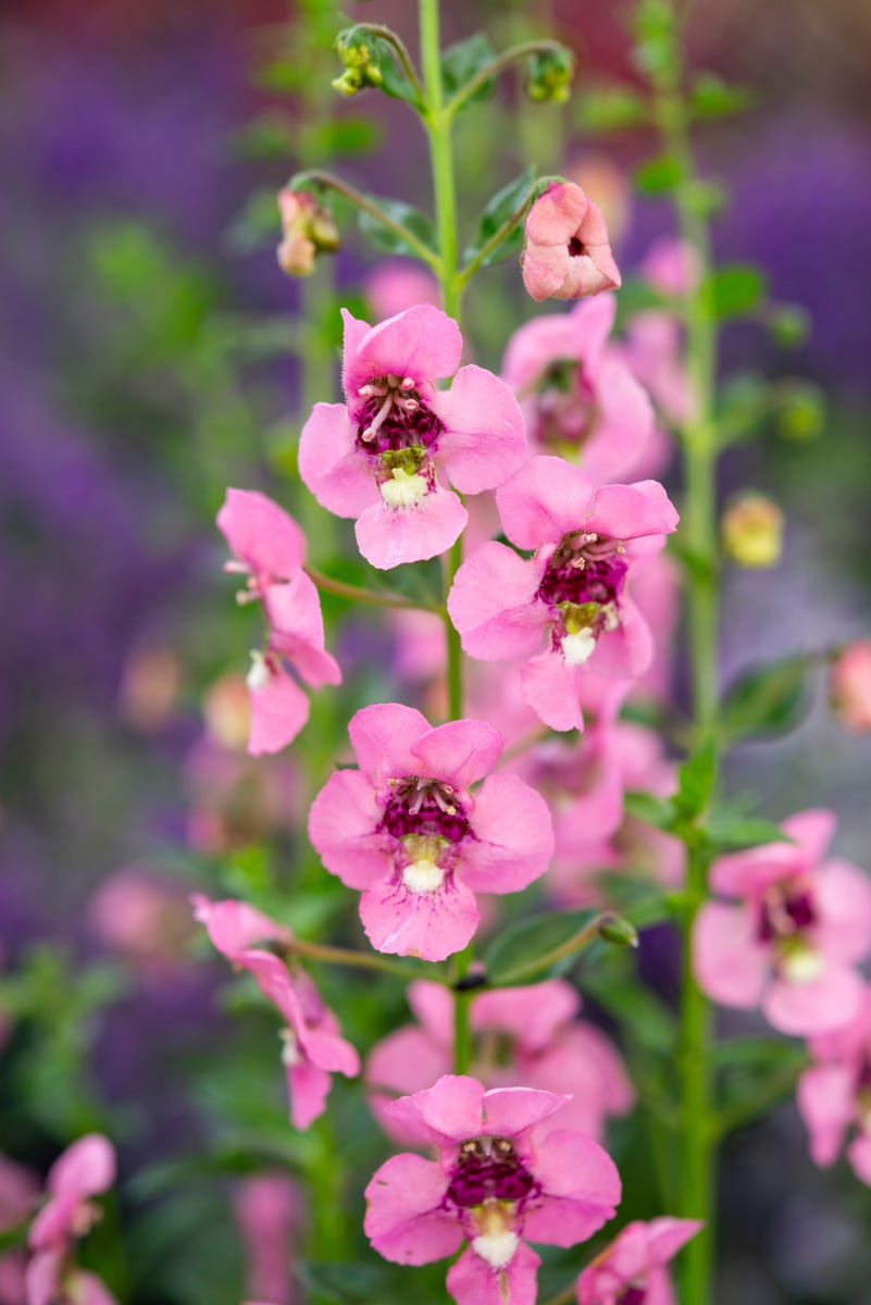 These Heat-Loving Container Plants Can Handle the Hottest Days of Summer