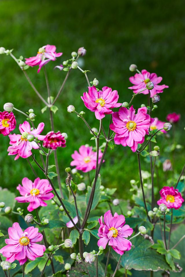 Pink cosmo flowers