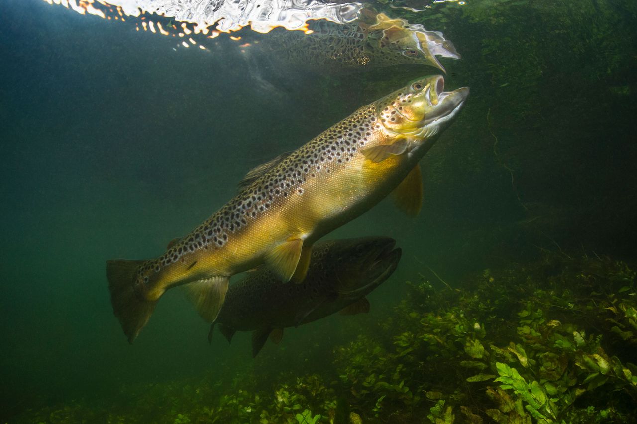 Underwater view of a trout swimming near vegetation