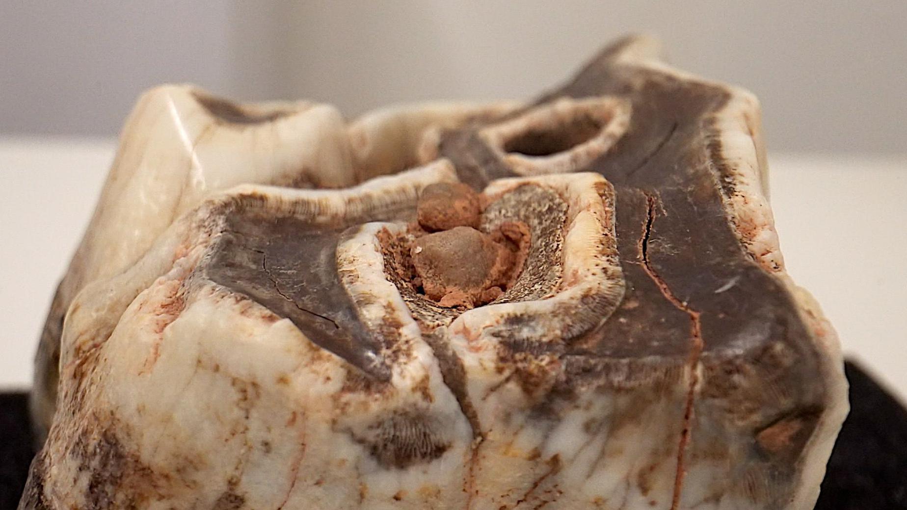 Mogg's favourite find is a woolly rhino's tooth that is at least 35,000 years old