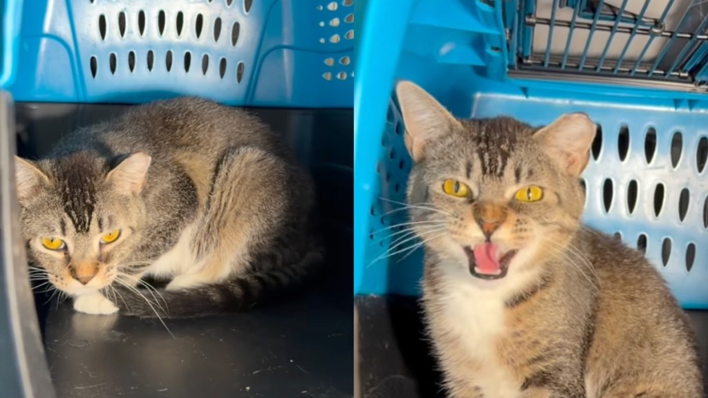 shelter cat video