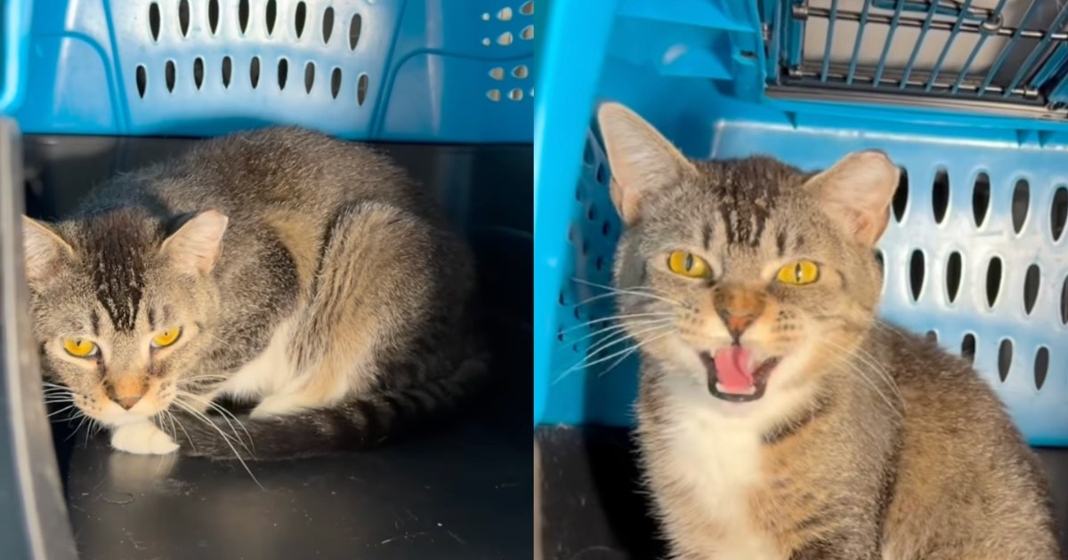 ‘Saddest' Shelter Cat Was Once Too Hopeful, but Is Not the Same Anymore