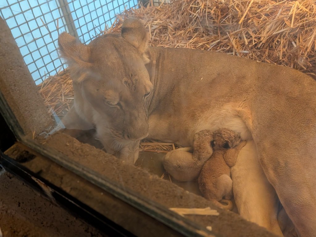 Fresno Zoo gets 4th of July surprise with adorable baby lion cubs