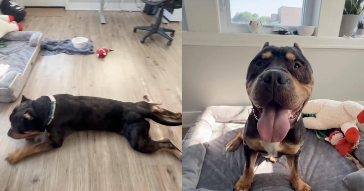 Rescue Dog Once a Stray Chooses the Floor Over the Bed & Makes Human Realize the Sad Truth