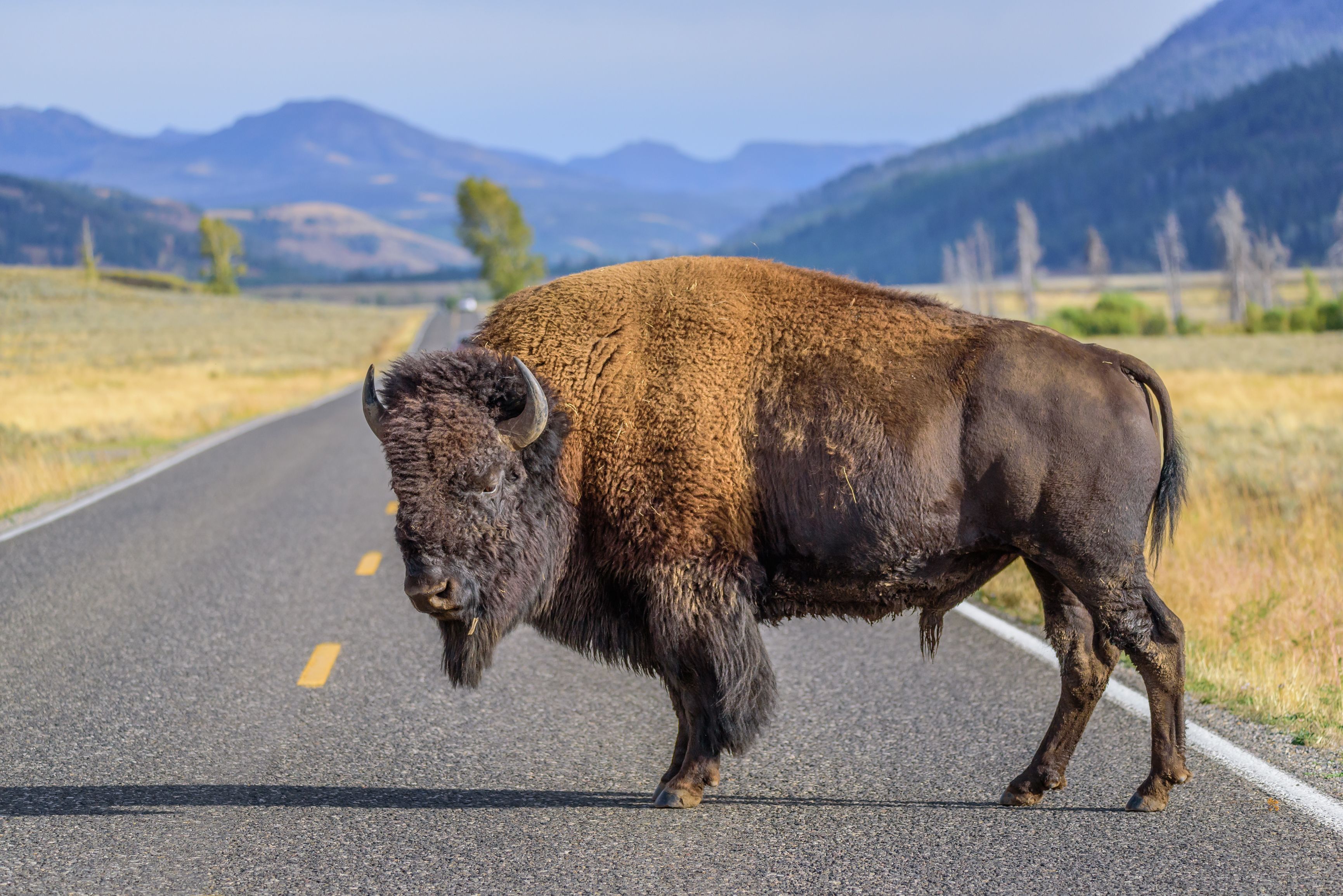 Yellowstone National Park Reveals Status Of The Bison That Tossed A Tourist 8 Feet In The Air