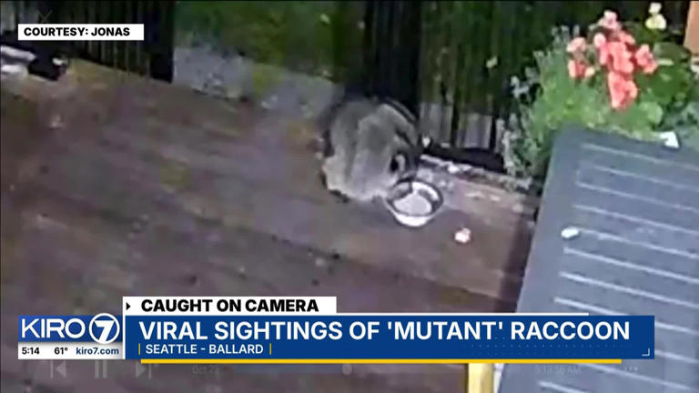 Eccentric-looking Seattle raccoon named 'Jimothy' goes viral