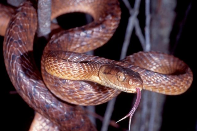 A brown tree snake.