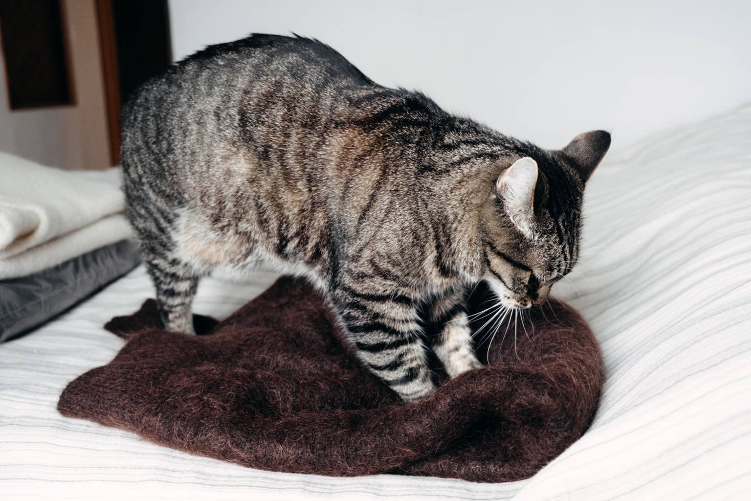 a-tabby-cat-kneads-a-soft-blanket