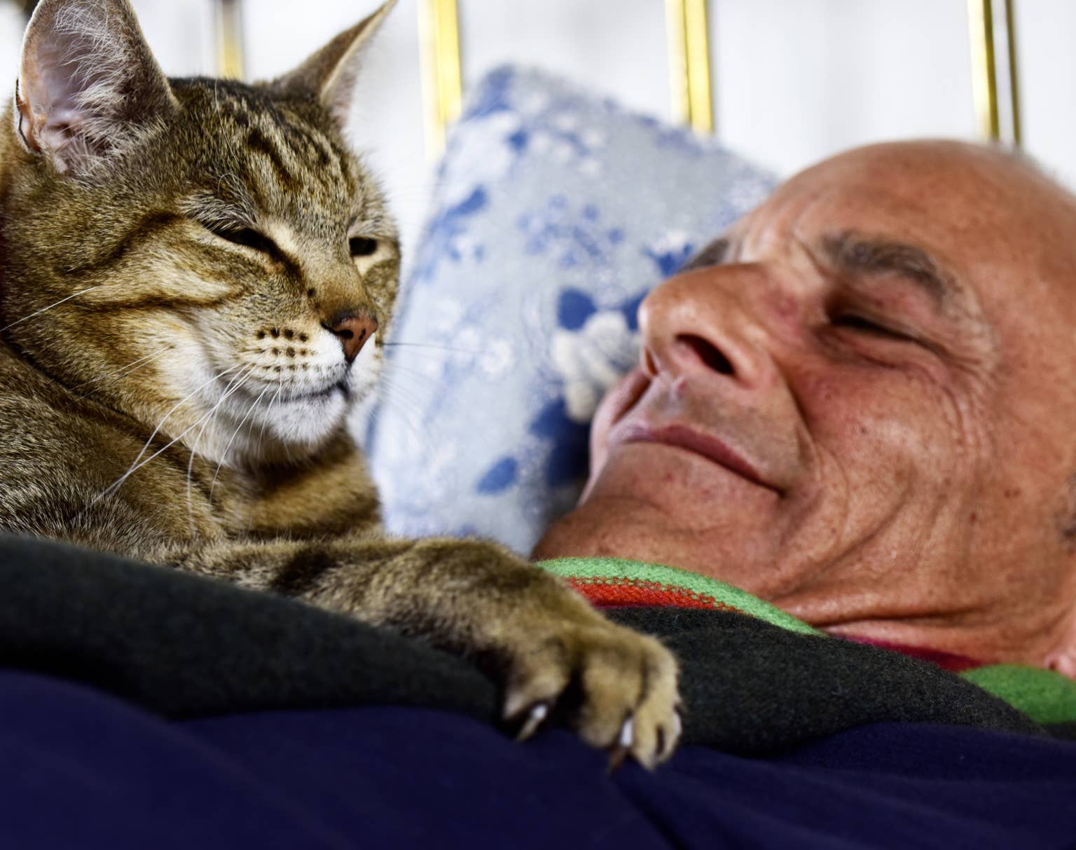 a-cat-kneading-on-a-human
