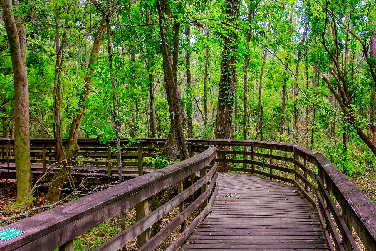 A wooden walkway winding through a forested area with trees and vegetation