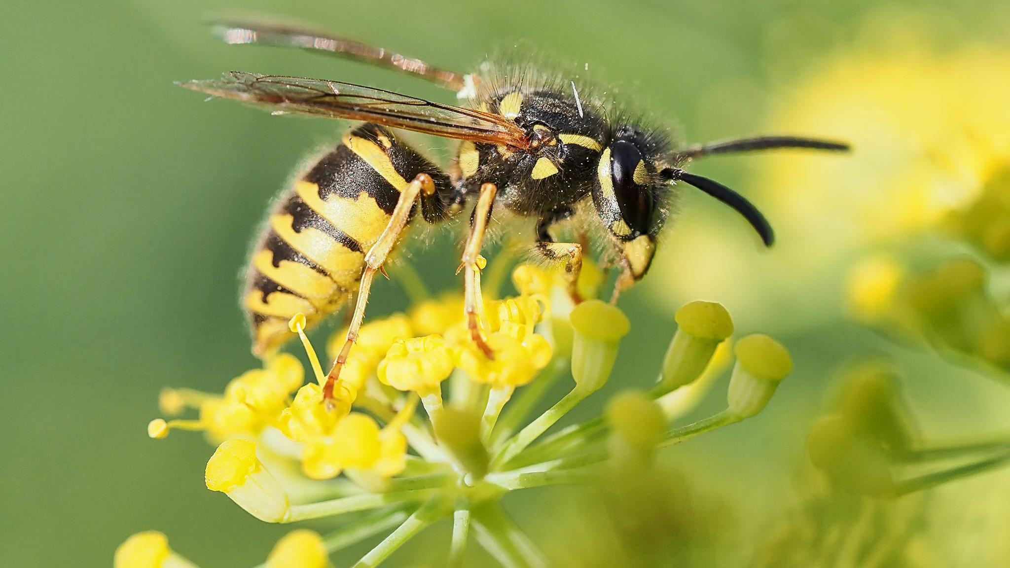 How to get rid of wasps from your garden and keep your bees safe