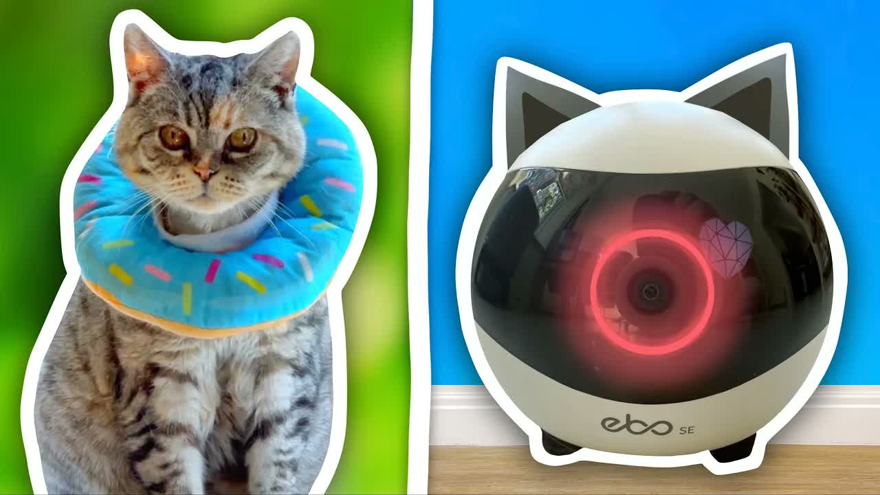 Can robots actually replace a cat sitter? I put it to the test