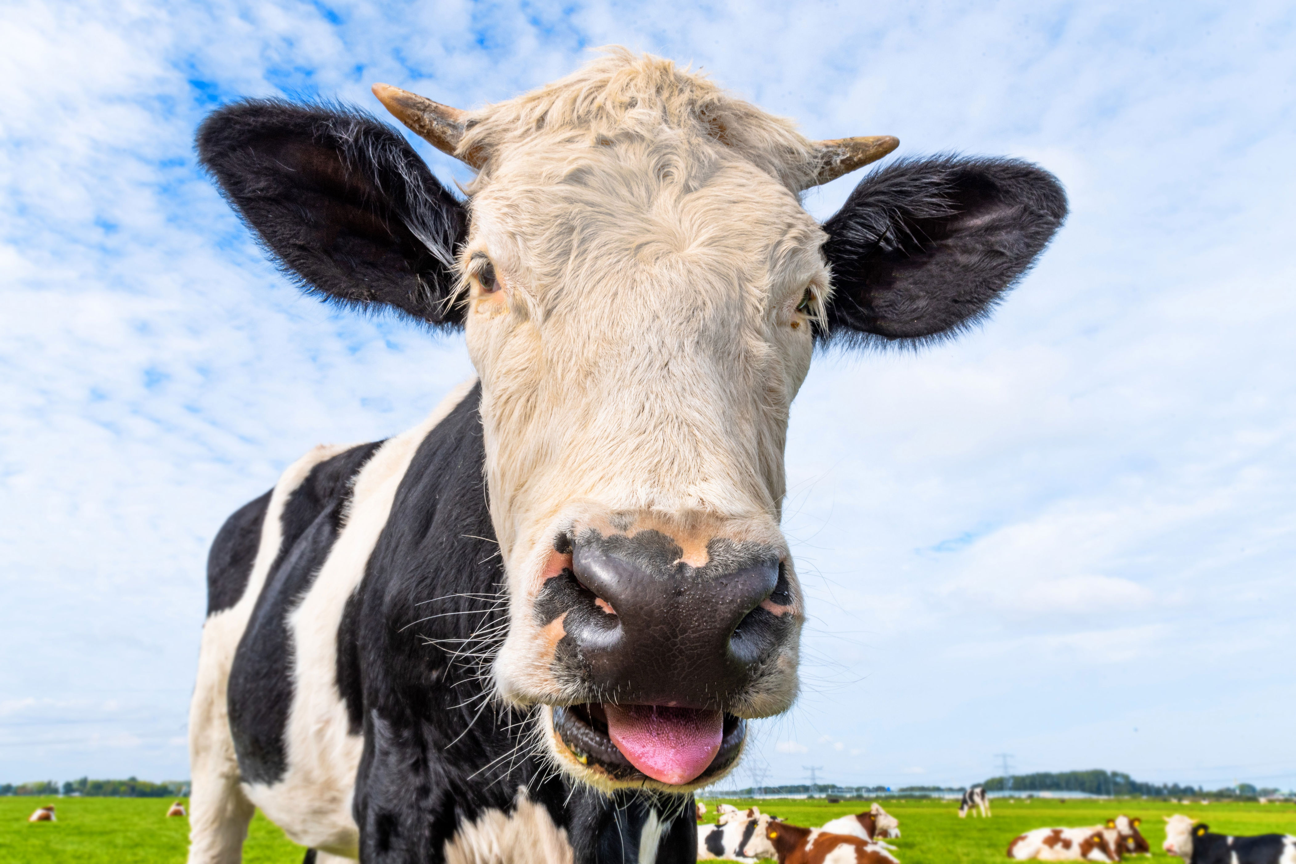 Close-up of a cow in a field, sticking its tongue out playfully. A herd of cows grazes in the background under a partly cloudy sky
