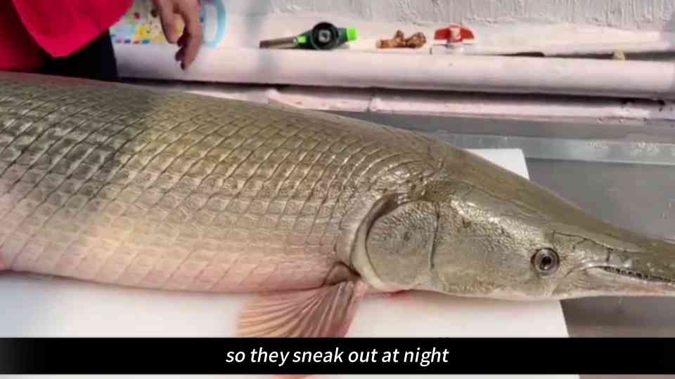 Goldfish the secret weapon wiping out entire lakes