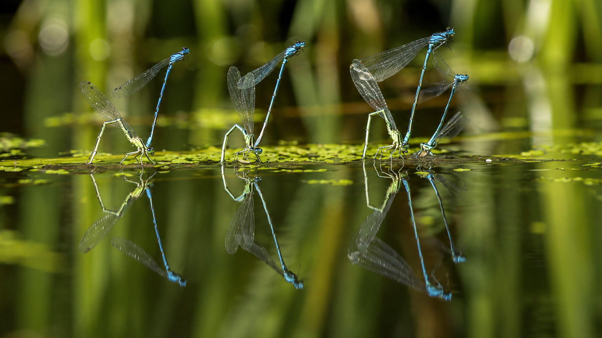 Ce que font ces petits insectes bleus à la surface de l'étang