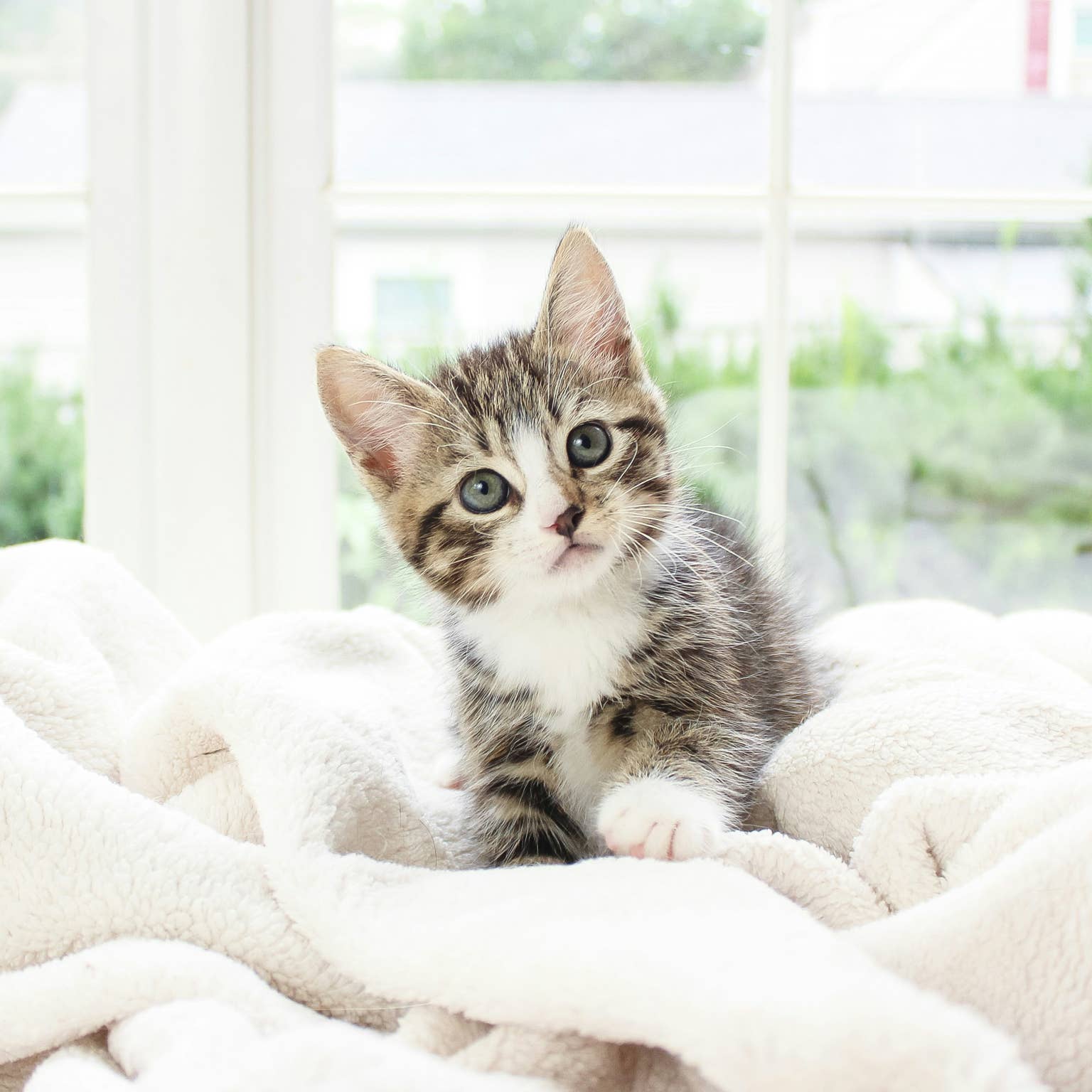 a-brown-tabby-kitten-on-a-fluffy-blanket