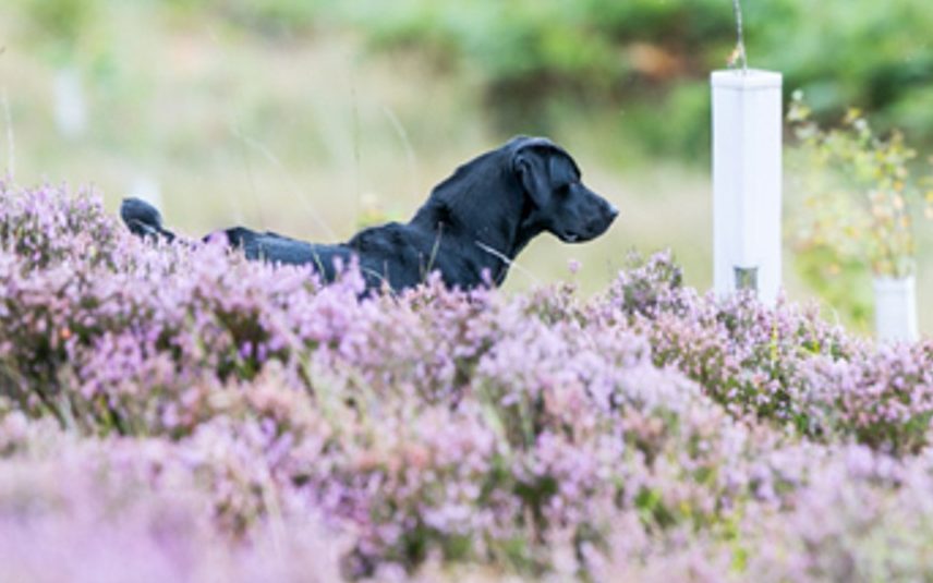 Gundog training