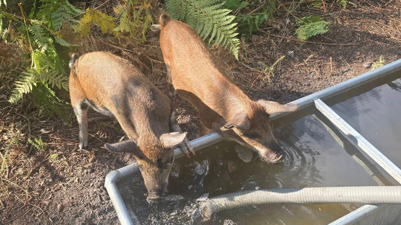 The pigs have been loaned by the Salt Pig farm at Putlake