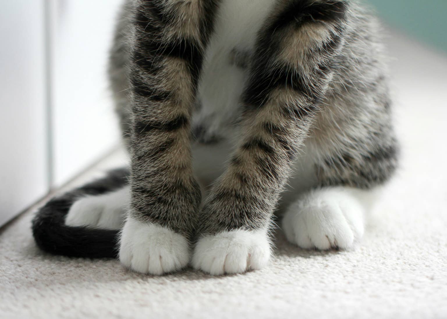 a-close-up-of-kitten-paws