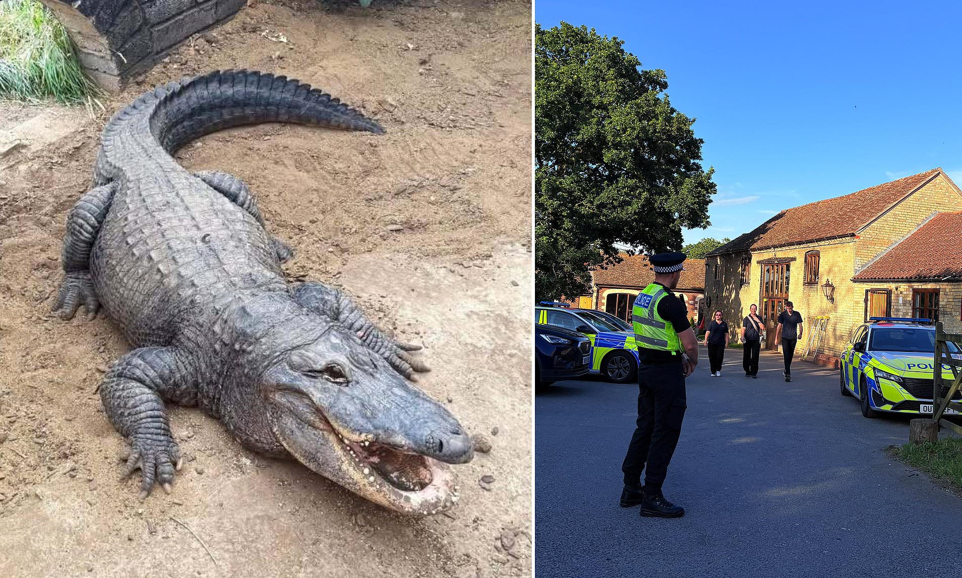 Boy, three, thrown into crocodile pit left with enduring health issues