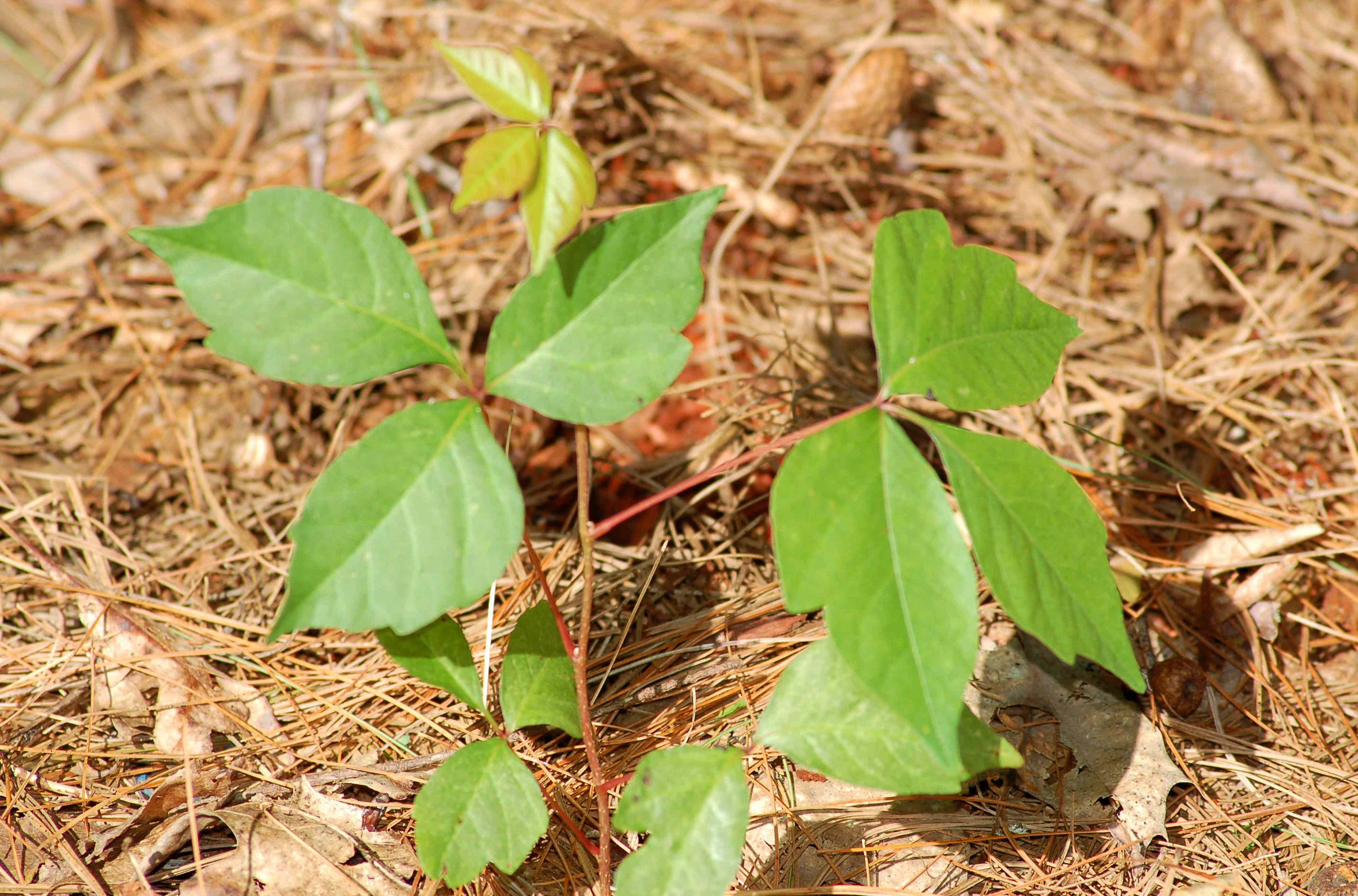 Never ignore these 5 common weeds if they pop up in your yard—they could cause more problems than you know