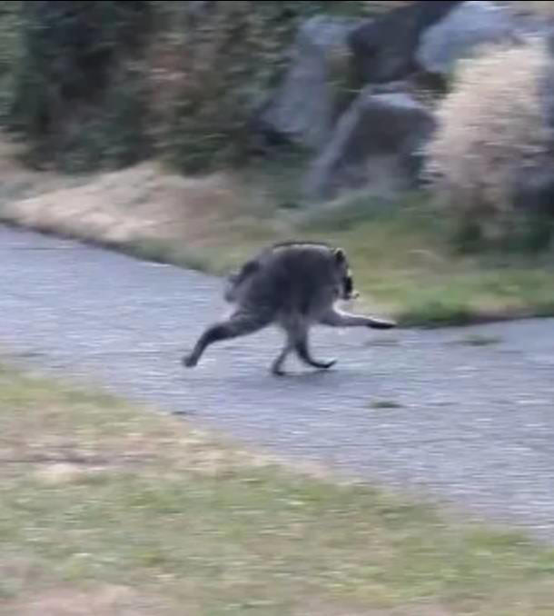 jimothy-the-deformed-seattle-raccoon-creeps-out-residents-as-vet