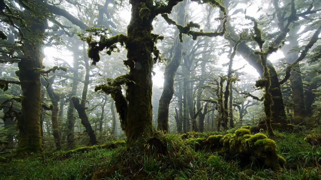 One country is trying to reverse nature’s collapse