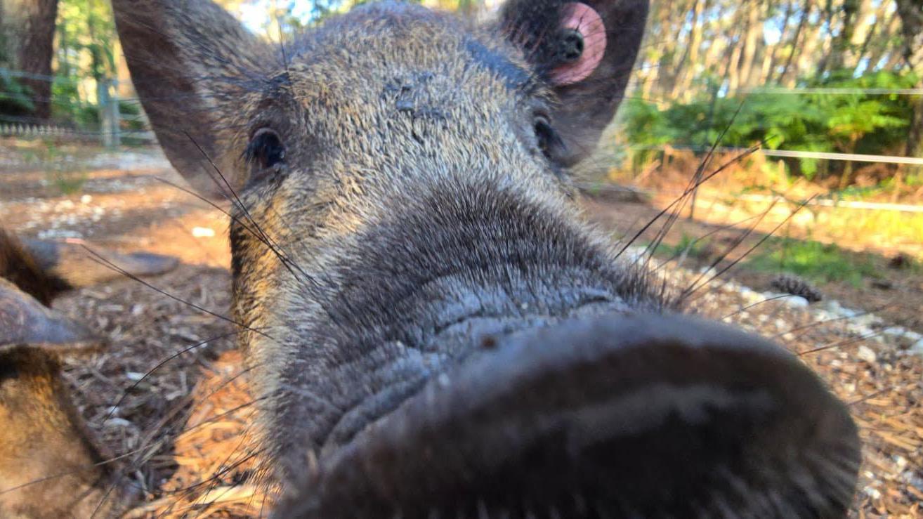 The pigs will be hairy when they are fully grown
