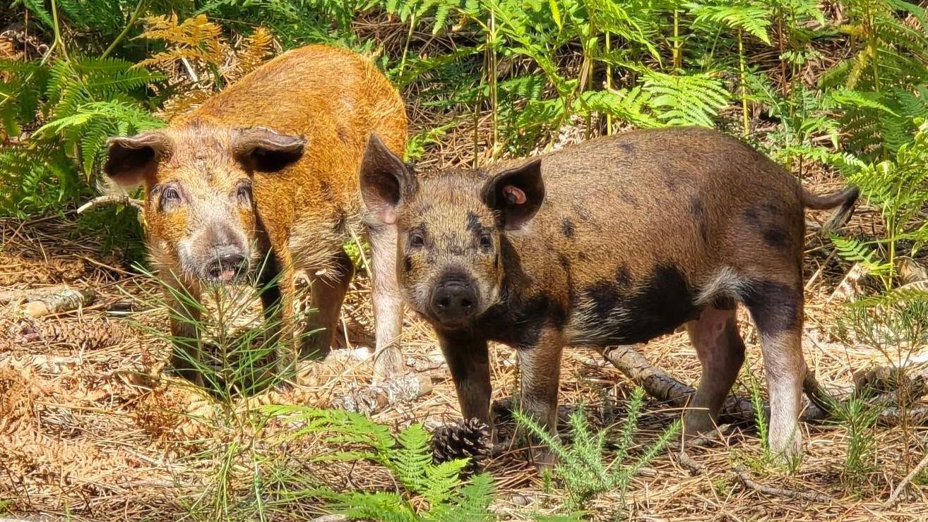 The pigs will eventually grow to about 180kg (28 stone)