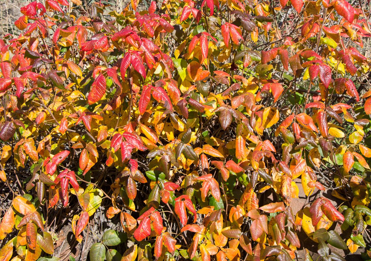 Large poison ivy plant with fall colors.
