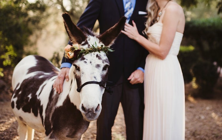 A couple, dressed in formal attire, stands beside a donkey adorned with a floral crown in an outdoor setting