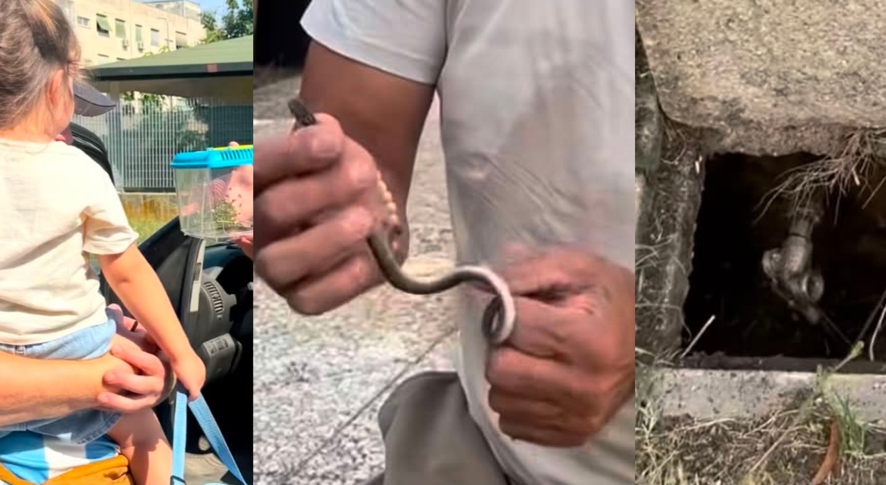 Serpente entra nel giardino di un asilo nido e resta intrappolato in un ...
