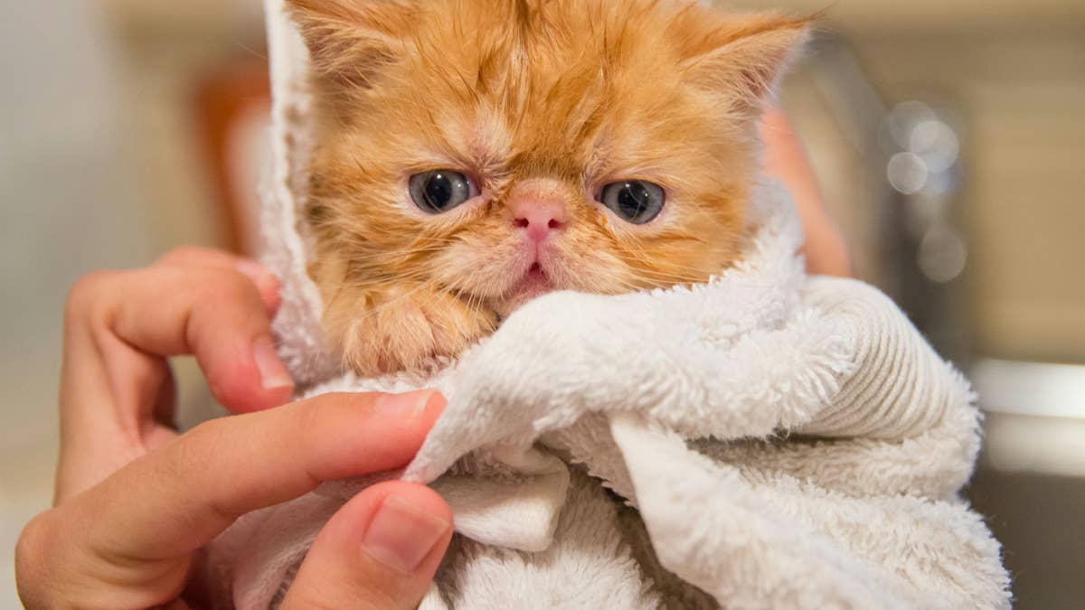 persian-cat-in-towel