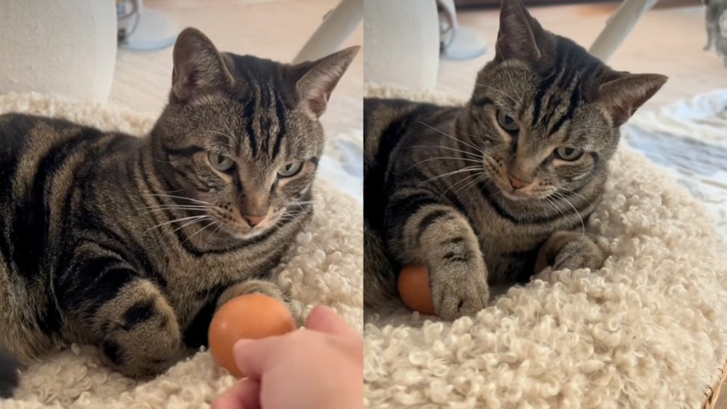 cat egg video